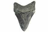 Fossil Megalodon Tooth - South Carolina #168132-1